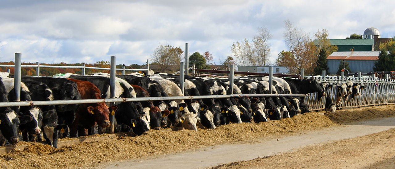 Cows lined up eating on a farm.