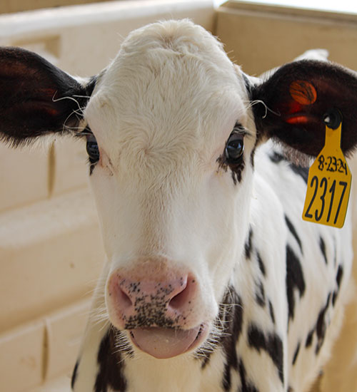 Cow looking at the camera.