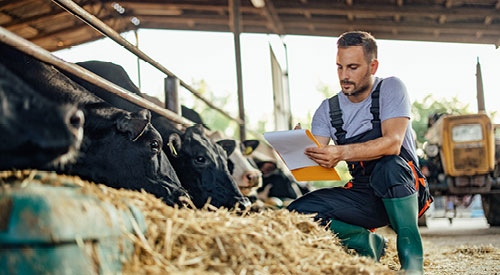 Person feeding cows writing on a notepad with a tractor in the background.