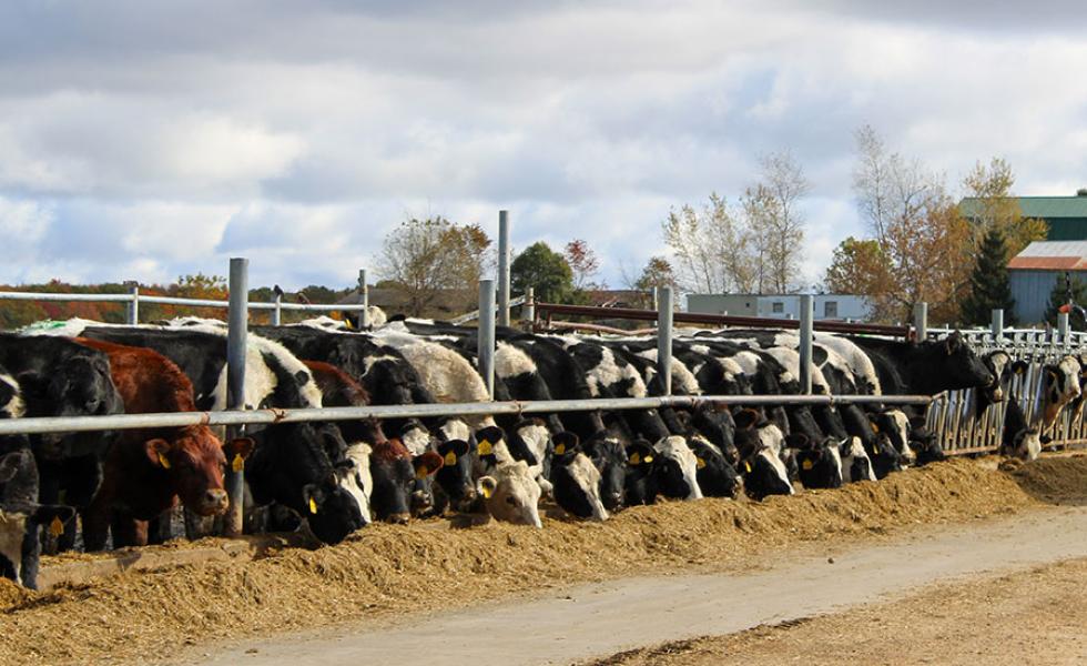 Romadka View Holsteins in Granton, Wis. The farm is a featured stop on Mid-State Technical College’s Farm Tour on March 11, 2025. 