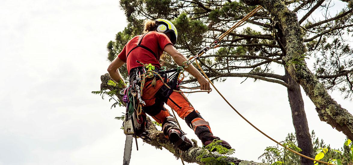Utility Tree Trimmer working on a tree with a chainsaw and protective gear.