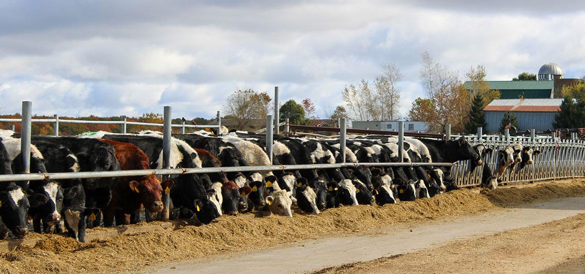 Romadka View Holsteins in Granton, Wis. The farm is a featured stop on Mid-State Technical College’s Farm Tour on March 11, 2025. 