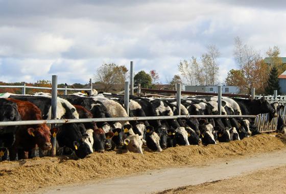 Romadka View Holsteins in Granton, Wis. The farm is a featured stop on Mid-State Technical College’s Farm Tour on March 11, 2025. 